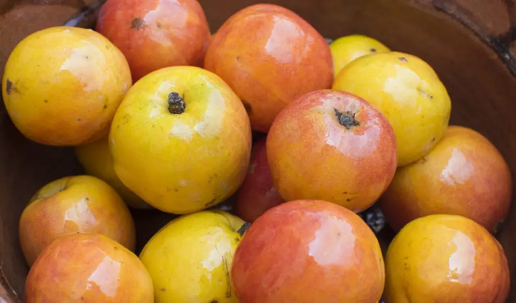 Jocote Fruit (Spondias Purpurea): All You Need To Know This Fruit