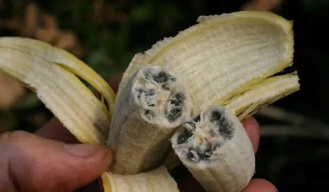 Exploring Banana Seeds: Their Look and Feel