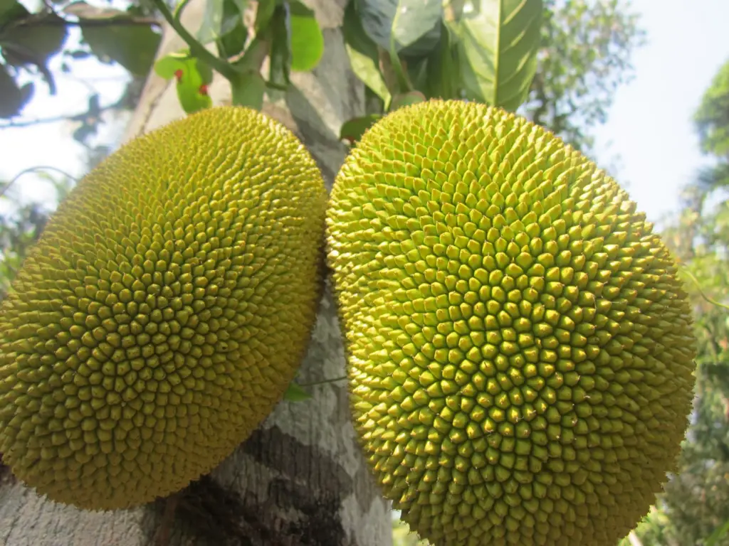 What Is the Difference Between Durian and Jackfruit, FruitoNix