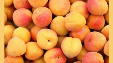 Best Way To Store Apricots Properly