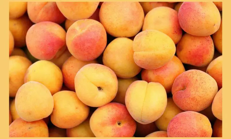 Best Way To Store Apricots Properly