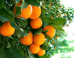 Pixie - Types Of Tangerines
