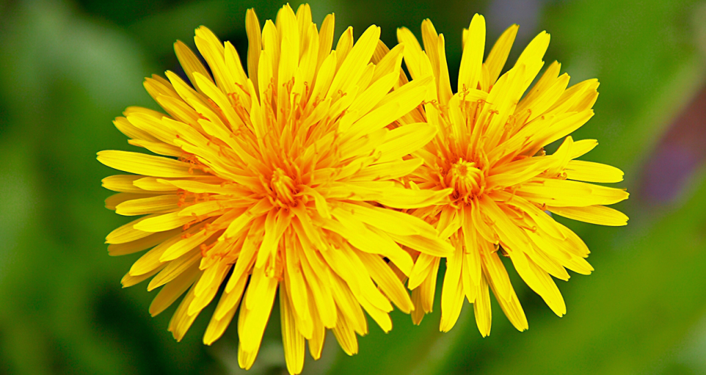 Dandelion:Herbs And Their Meanings