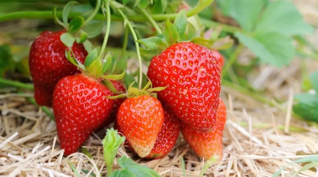 How To Properly Remove Strawberry Stems