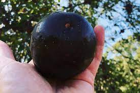 Black apple -  Fruit That Starts With B