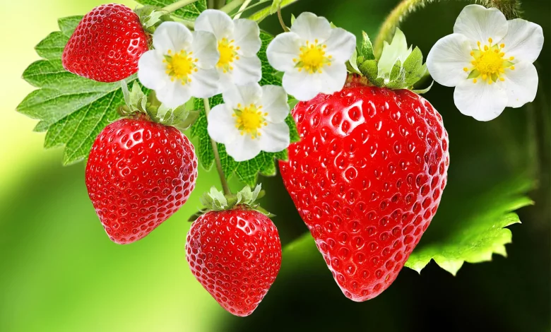 Is a Strawberry a Fruit or a Vegetable? The Complete Explanation