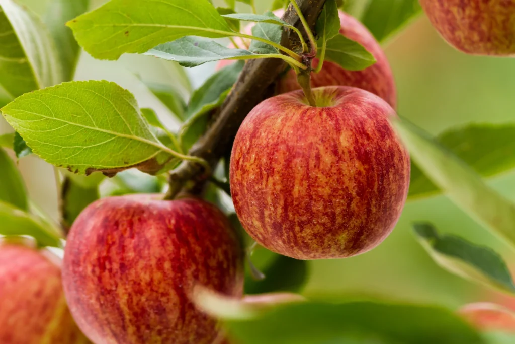 Are Gala Apples Good for You