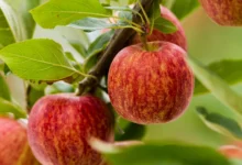 Are Gala Apples Good for You