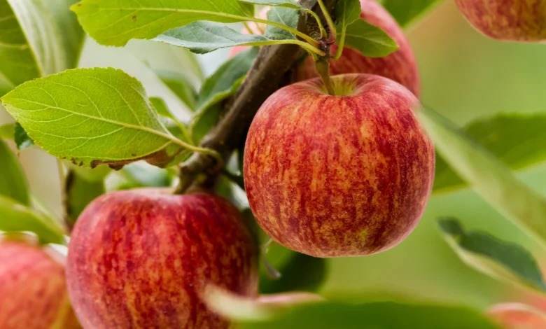 Are Gala Apples Good for You