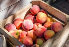 Are Peaches Good For Pregnancy