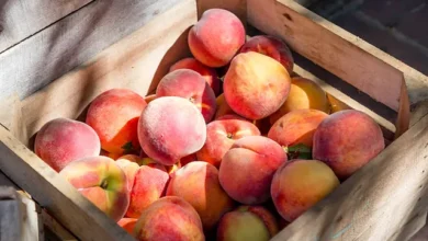Are Peaches Good For Pregnancy