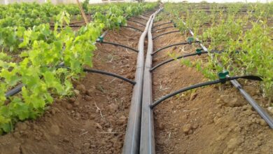 Best Irrigation System For Fruit Trees
