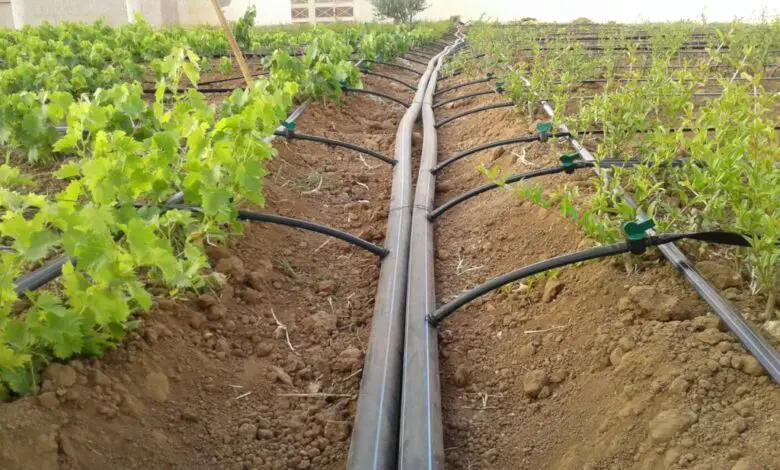 Best Irrigation System For Fruit Trees