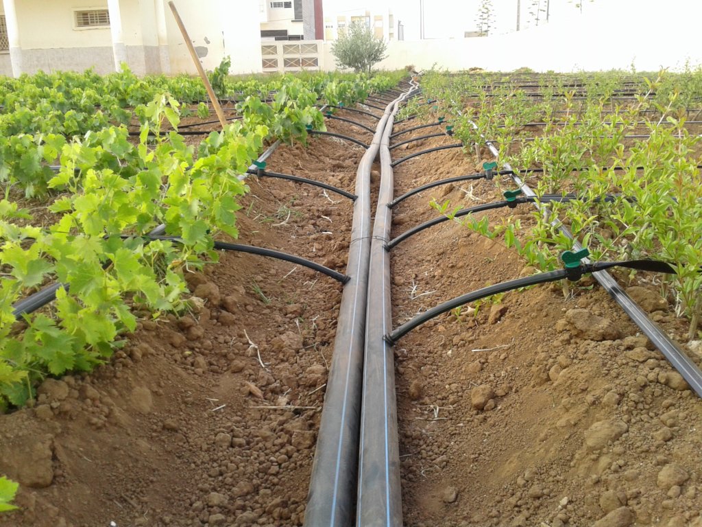 Best Irrigation System For Fruit Trees