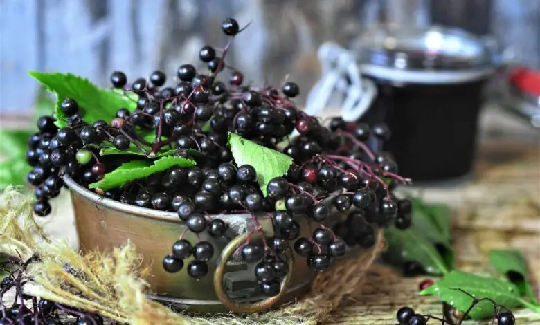 How To Prune Elderberry