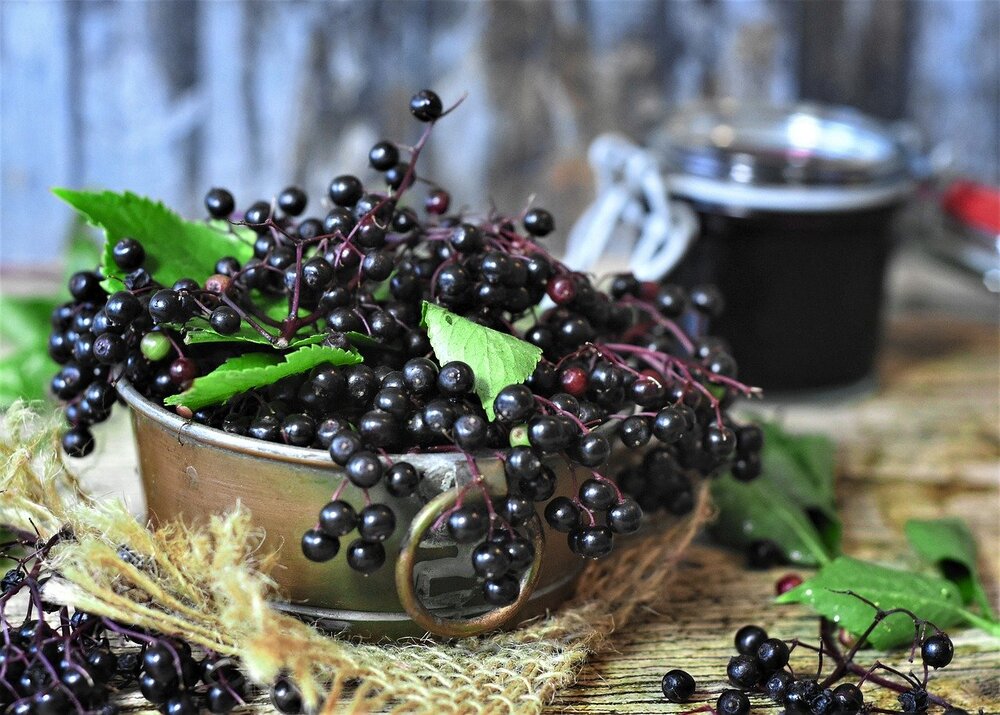 How To Prune Elderberry