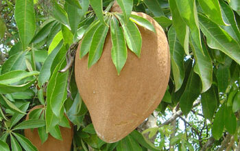 Guiana Chestnut