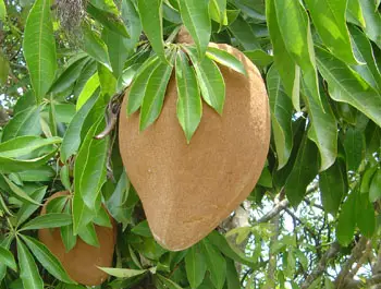 Guiana Chestnut