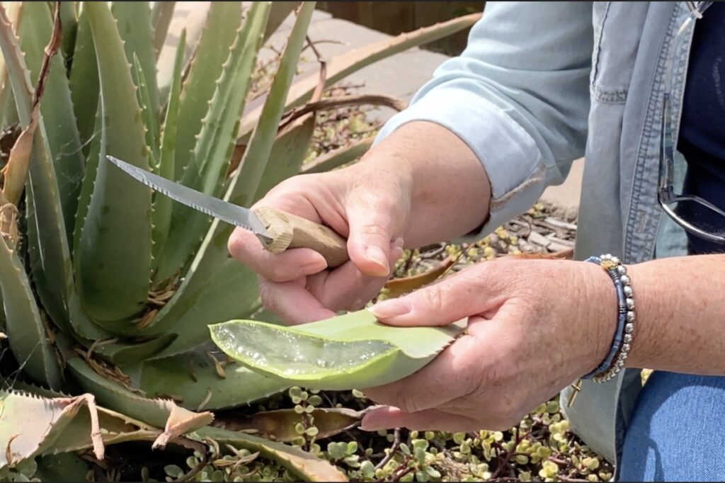 How To Cut Aloe Vera Plant Without Killing It