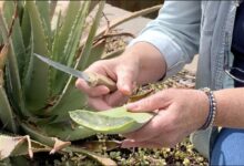 How To Cut Aloe Vera Plant Without Killing It