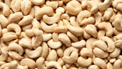 How To Grow Cashew Nuts From Seeds: Step-By-Step Guide