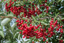 How To Grow Chokecherry From Seed
