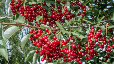 How To Grow Chokecherry From Seed