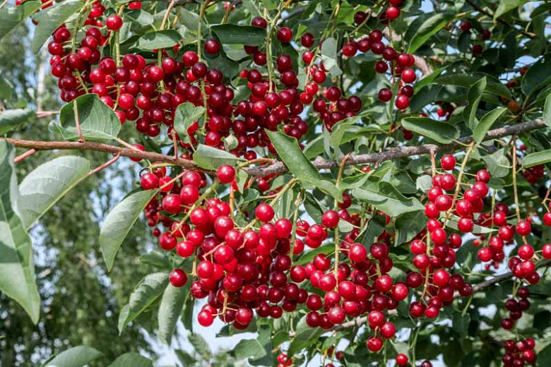 How To Grow Chokecherry From Seed