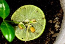 How To Grow Lime From Seed
