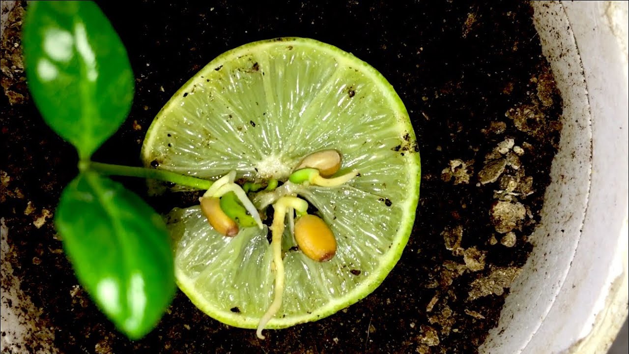 how to grow lime seeds