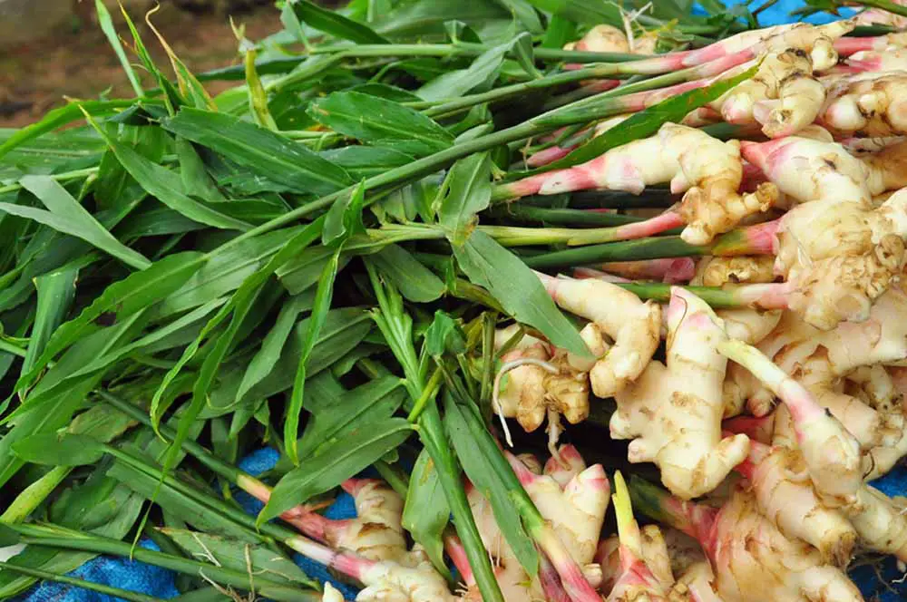 How To Harvest Ginger Without Killing The Plant