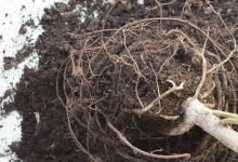 How To Know If Plant Roots Are Dead