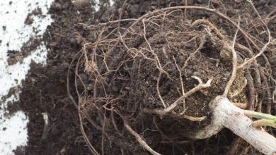 How To Know If Plant Roots Are Dead
