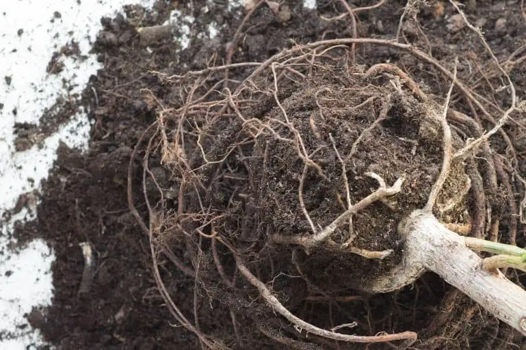 Image of Trimming any damaged or dead roots