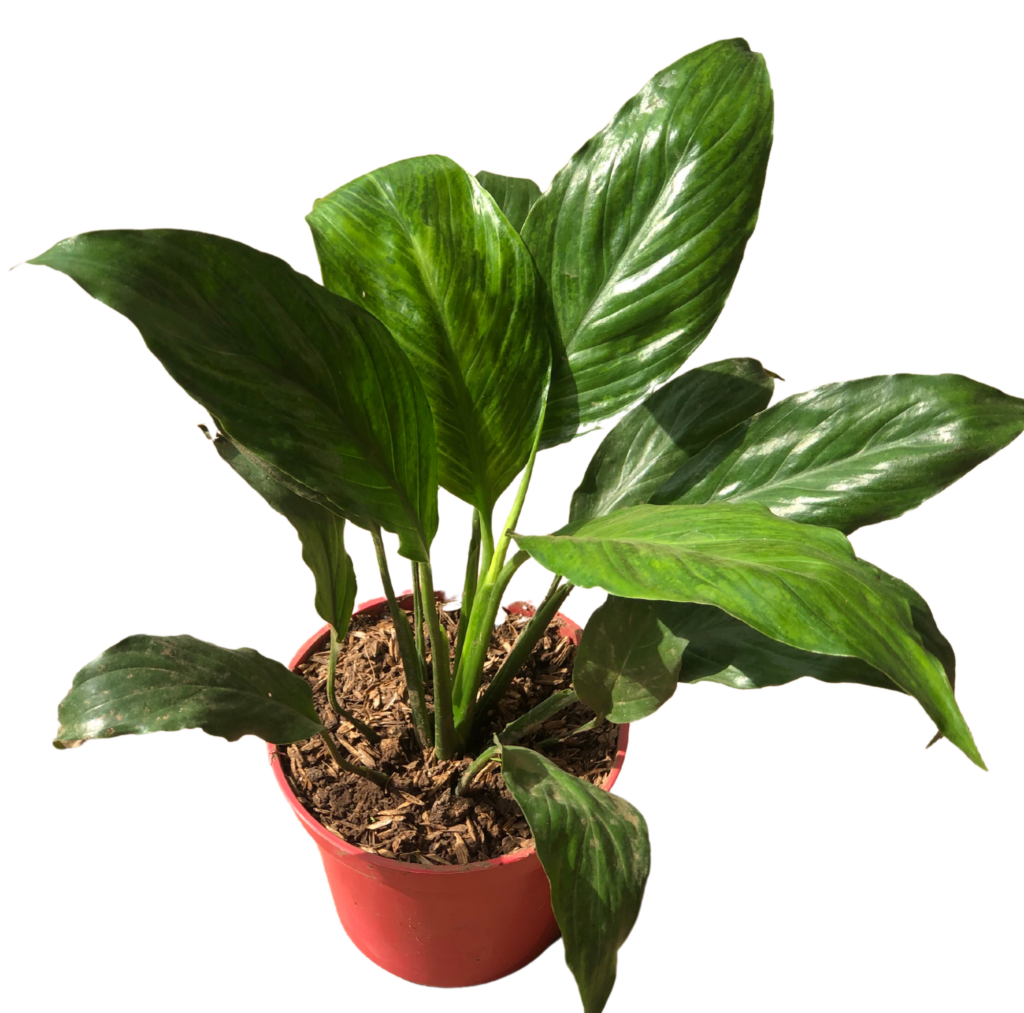 How To Propagate Peace Lily