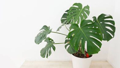 How To Propagate Swiss Cheese Plant