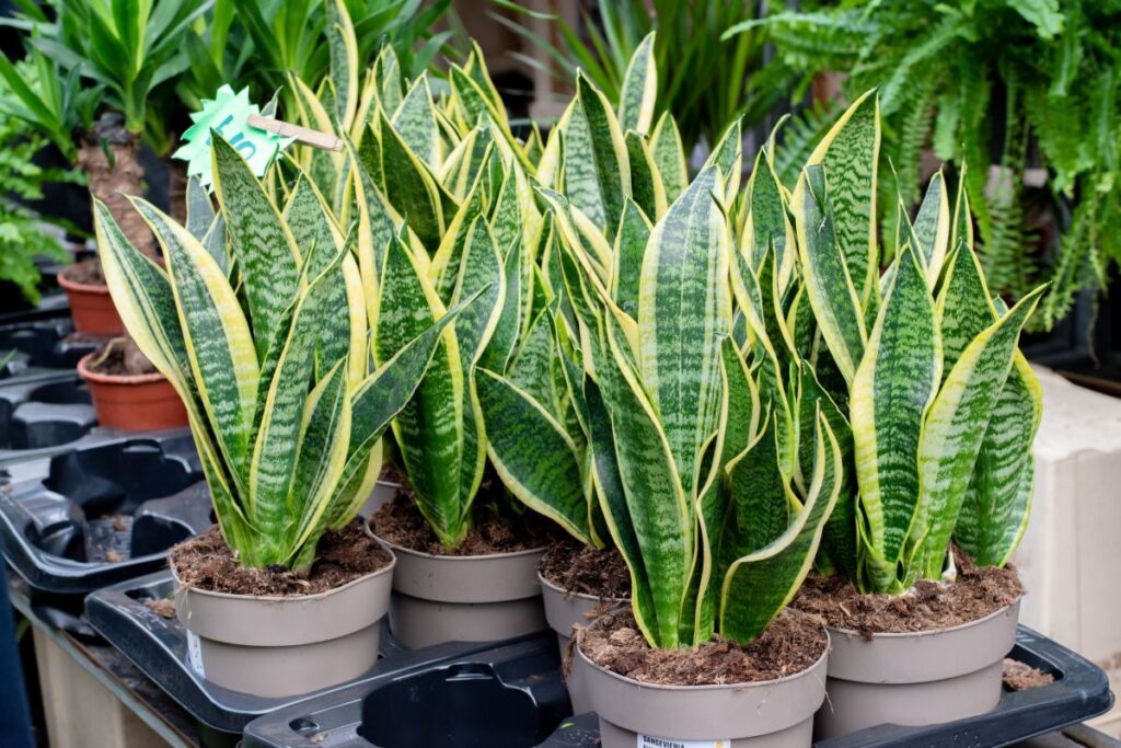 How To Prune A Snake Plant