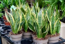 How To Prune A Snake Plant