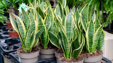 How To Prune A Snake Plant