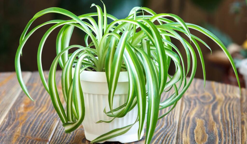 How To Prune A Spider Plant