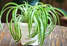 How To Prune A Spider Plant