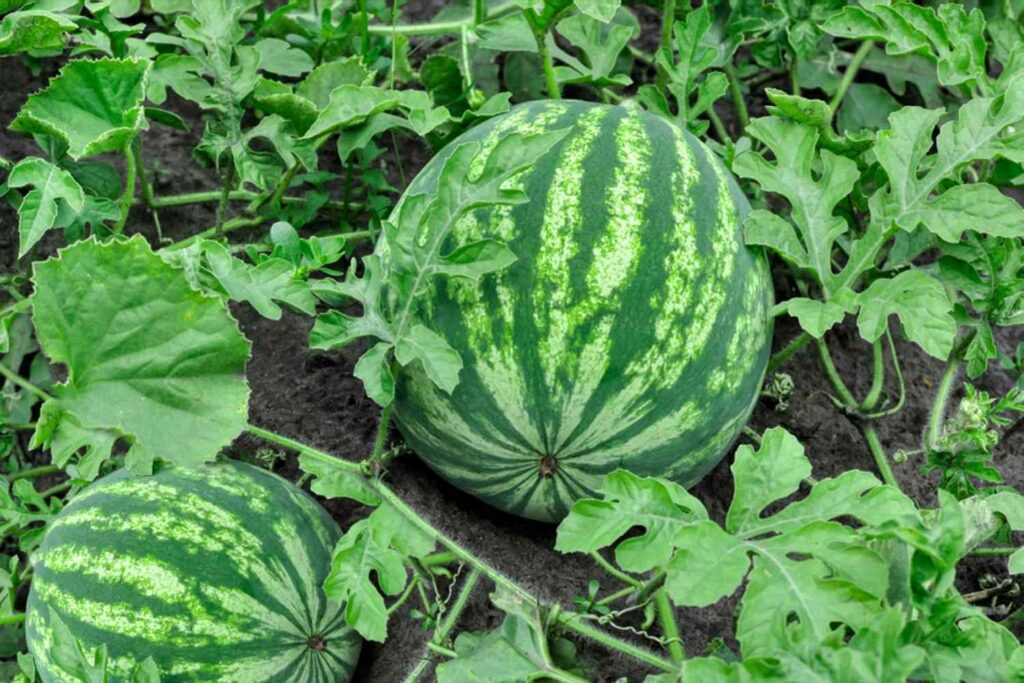 How To Prune Watermelon Plant