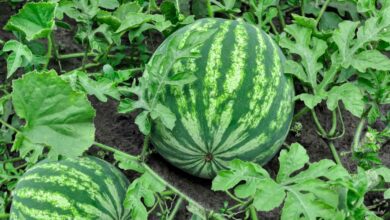 How To Prune Watermelon Plant