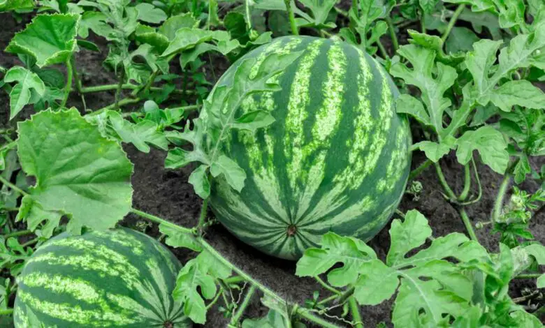 How To Prune Watermelon Plant