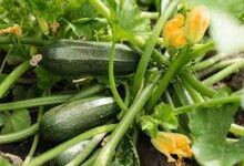 How To Prune Zucchini Plantsv
