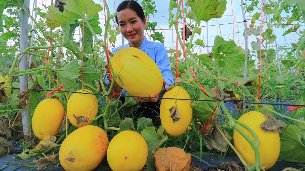 How To Tell If A Canary Melon Is Ripe