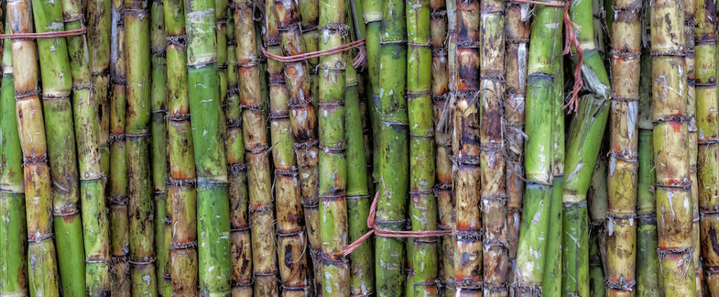 Is Sugarcane A Fruit Or Vegetable Or Grass?