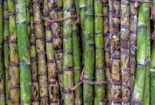Is Sugarcane A Fruit Or Vegetable Or Grass?