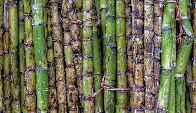 Is Sugarcane A Fruit Or Vegetable Or Grass?