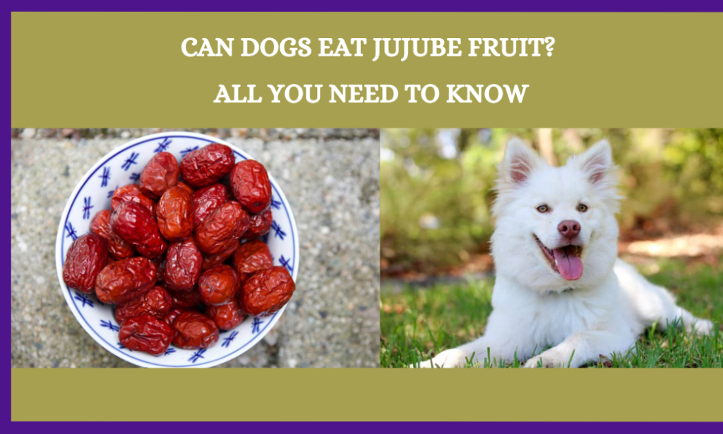 Can Dogs Eat Jujube Fruit? All You Need To Know